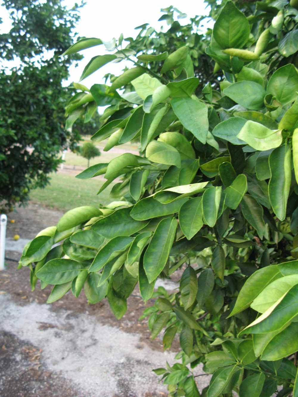            Sun leaves (Winter Haven, FL)   